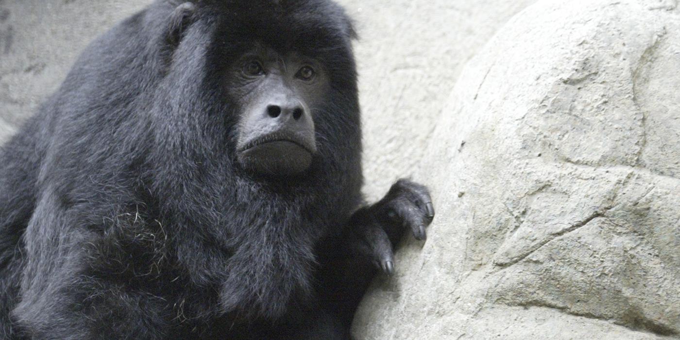 Head of black monkey with long hair on its head