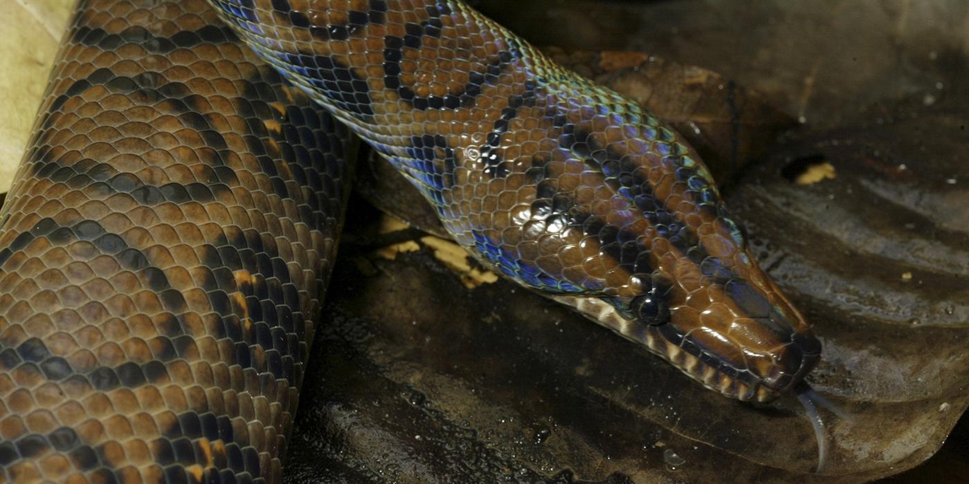 Olive snake with black outlines of circles on its back