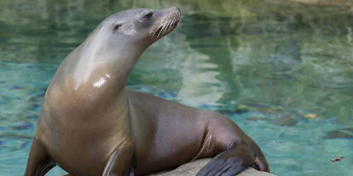 Sea lion standing on a rock with its blackish flippers visible