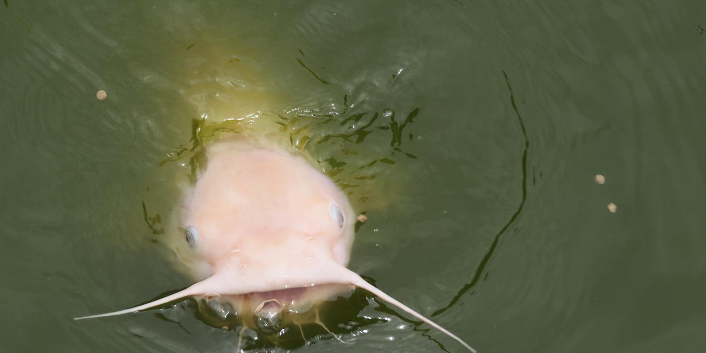 Pale-colored fish with pronounced whiskers and open mouths swimming at the water's surface