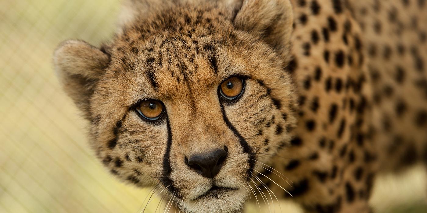 cheetah