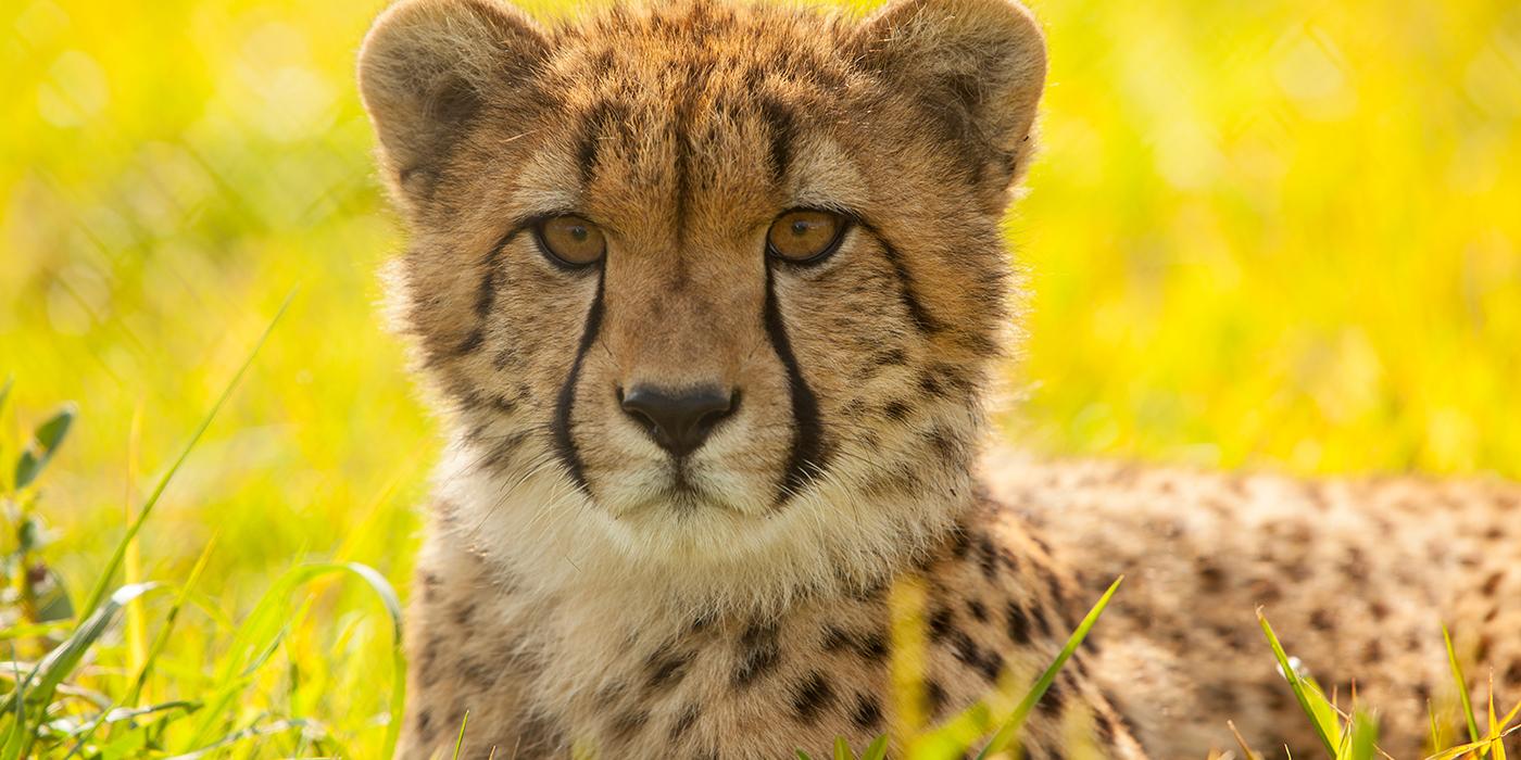 A cheetah laying in the grass on a sunny day