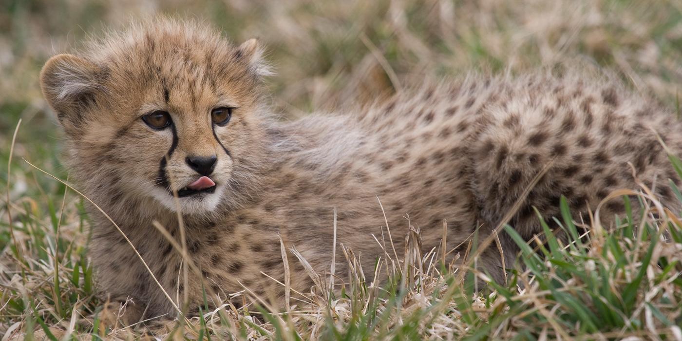 cheetah in grass