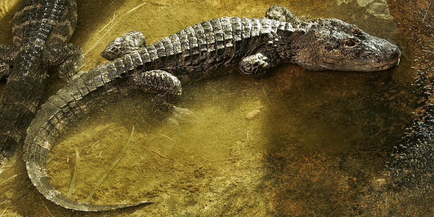Alligator resting with its long tail curved behind