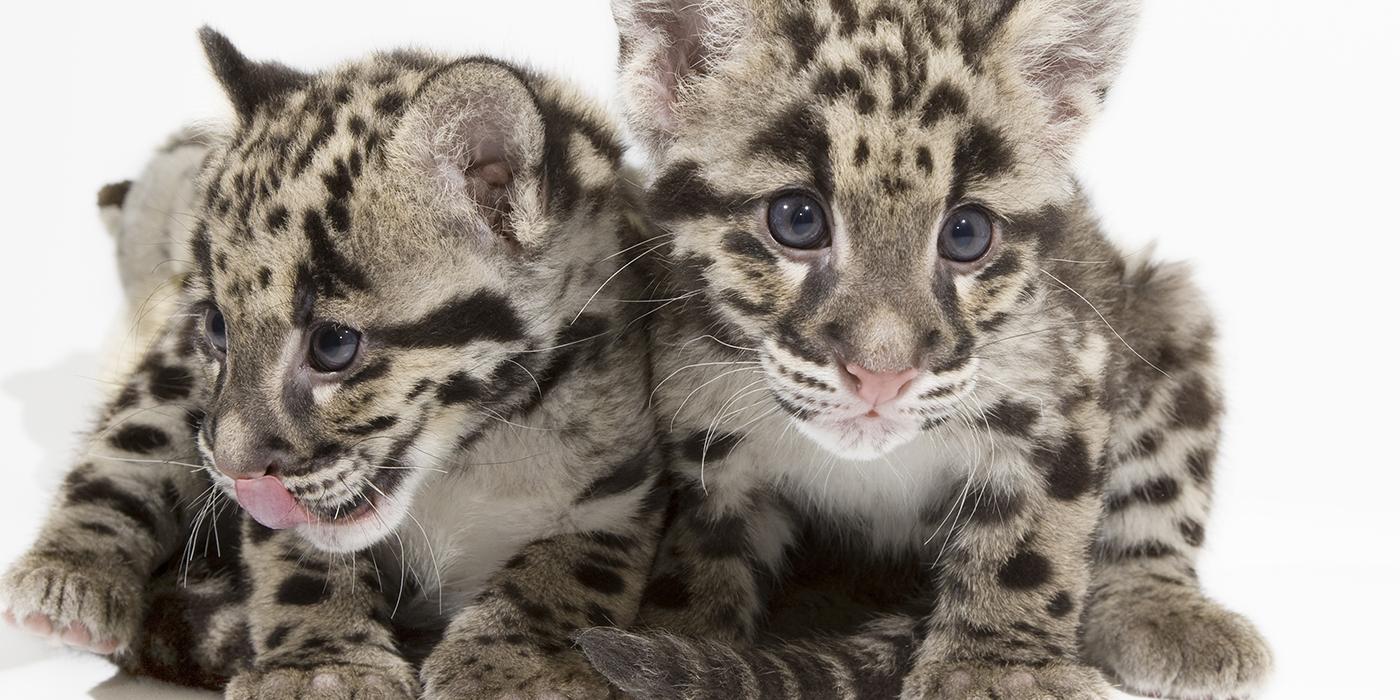 clouded leopard cubs