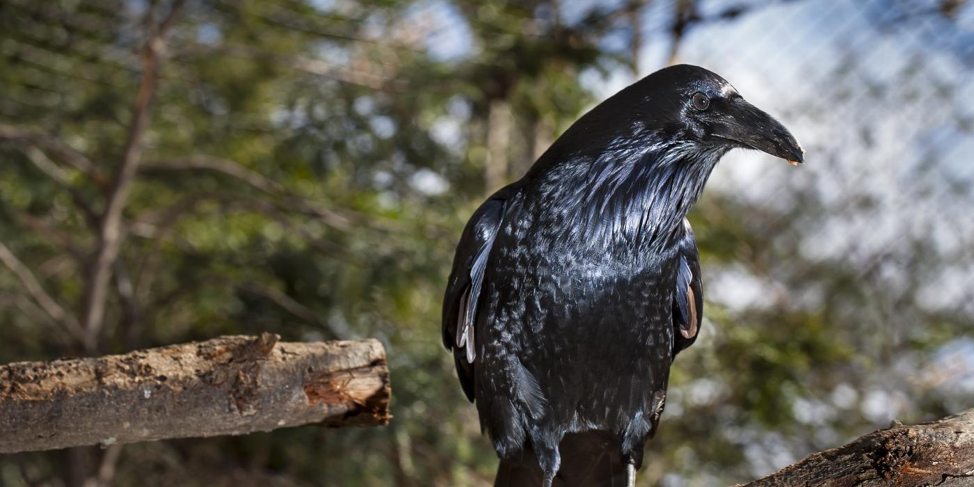 A medium-sized black bird, called a common raven, perched on a tree branch