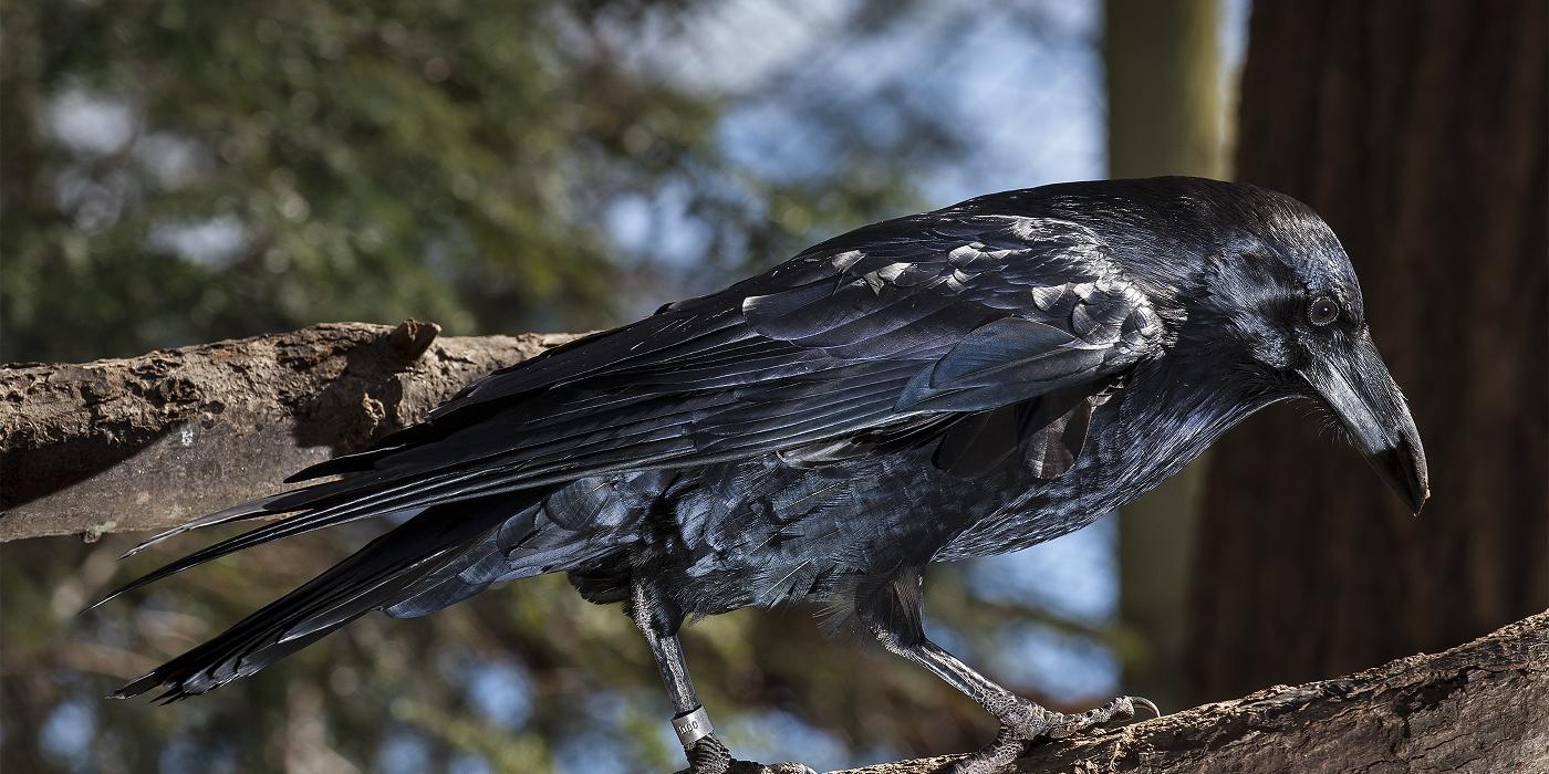 Side view of a large shiny black bird