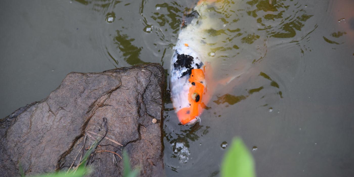 An orange and white Japanese koi fish swimming in a pond