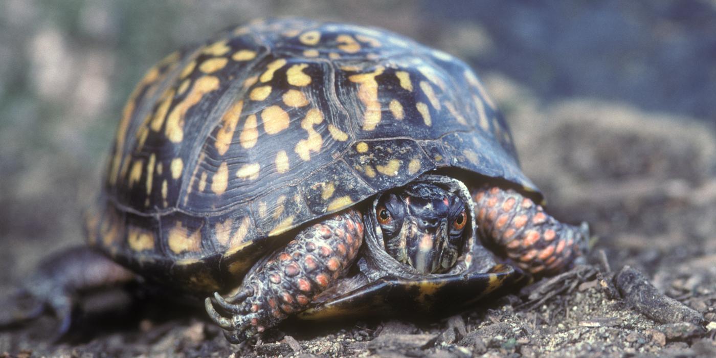 An eastern box turtle standing in mulch, looking at the camera with its head partially tucked into its shell