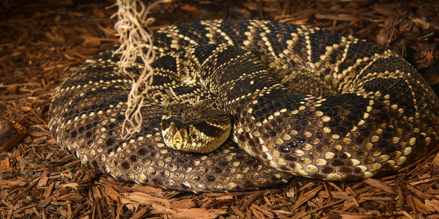 An eastern diamondback rattlesnake with light gray skin covered in mottled black and cream colored scales is curled up in the mulch, resting its head on its body