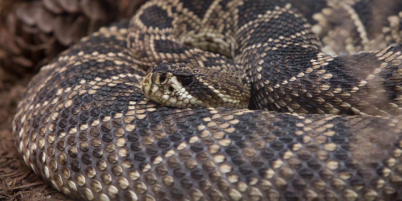 An eastern diamondback rattlesnake