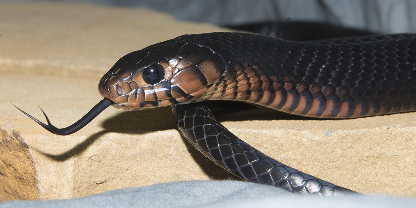 Head of long, shiny, black snack with a black eye and forked tongue outretched. The lower neck and face are a paler brown color