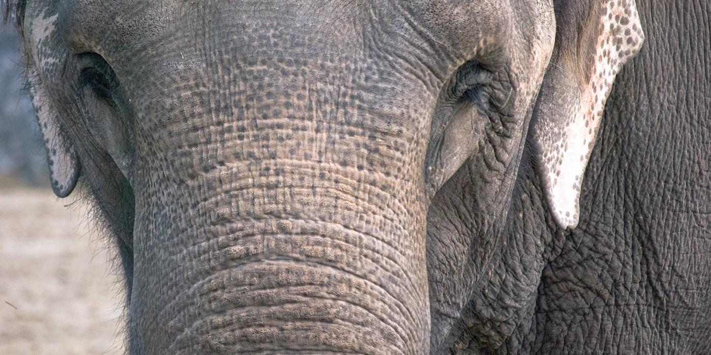 close-up of elephant face and part of trunk