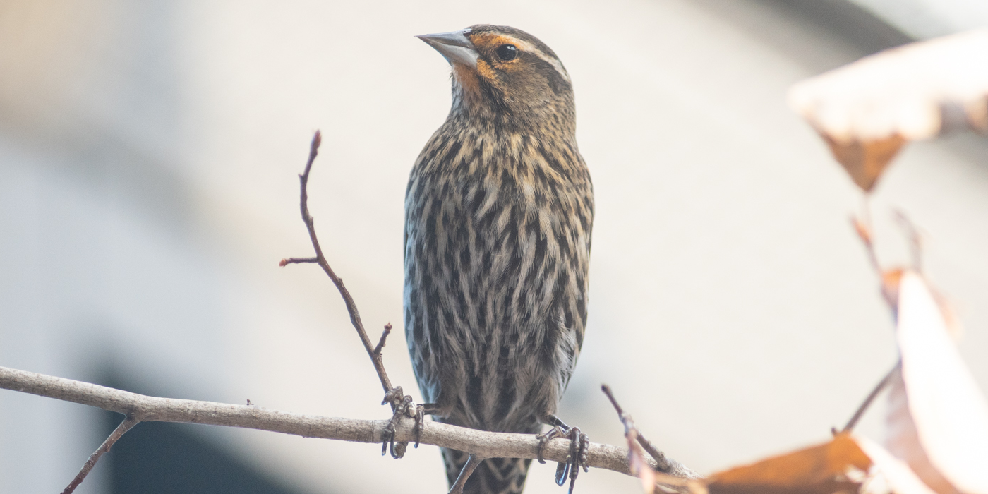 A female red-winged blackbird perches on a tree branch. Unlike males, females do not have red patches on their wings; instead, they have speckled light and brown markings all over their bodies (like the one shown here.)