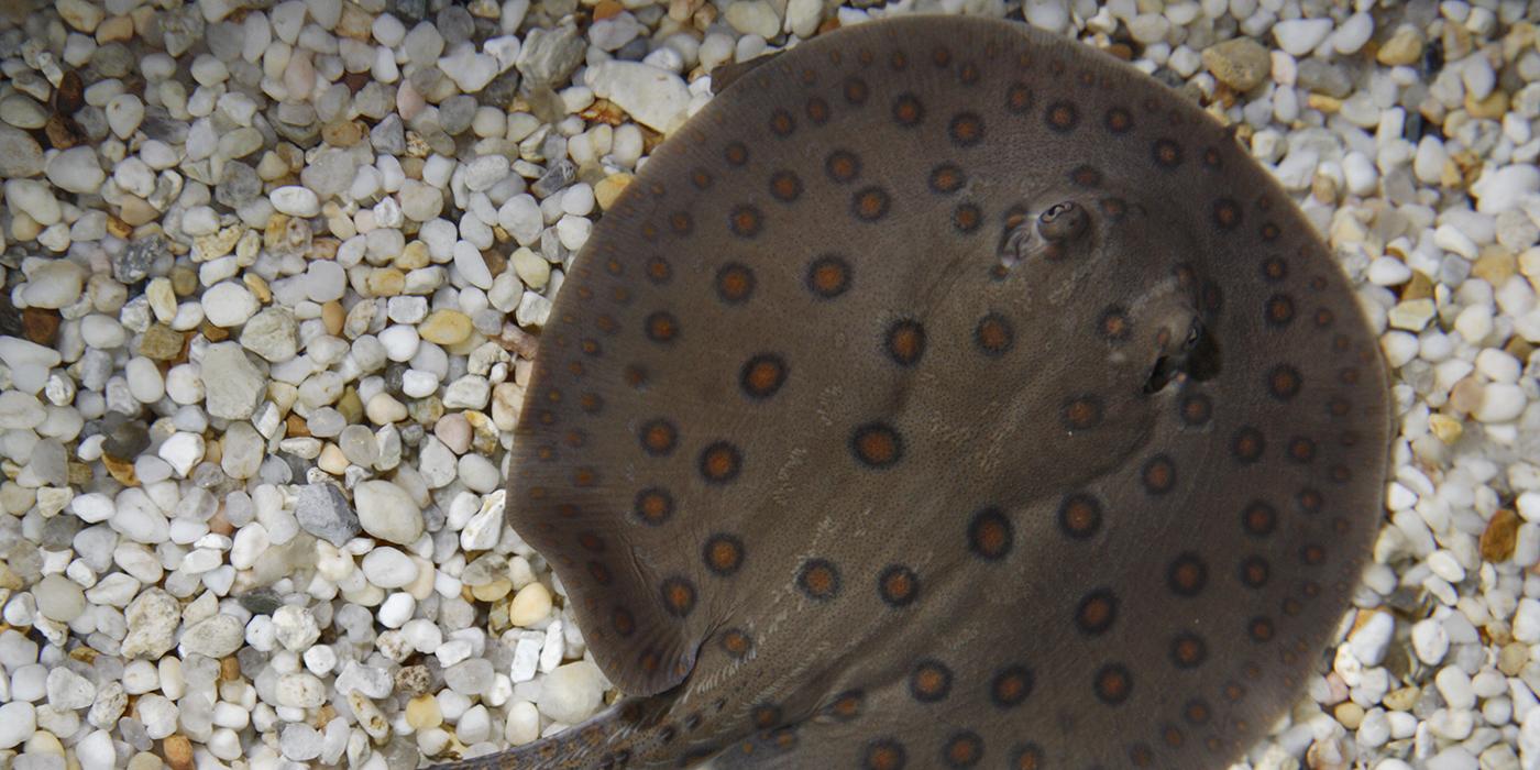 A freshwater stingray with a gray body and brown-black spots swimming over gravel and sand