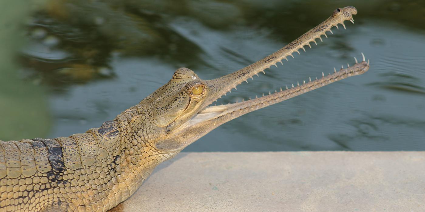 long-nosed looking alligator