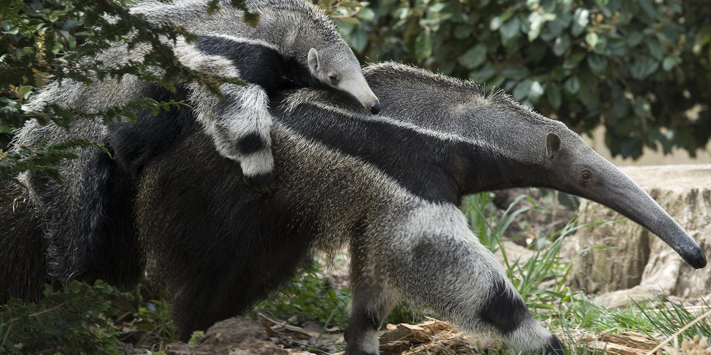Baby anteater riding piggy back on its mother. They look identical to each other wtih long snouts, gray fur, and black chests