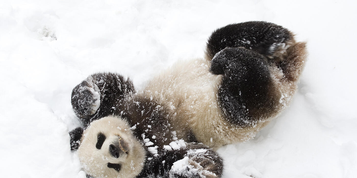 panda in snow