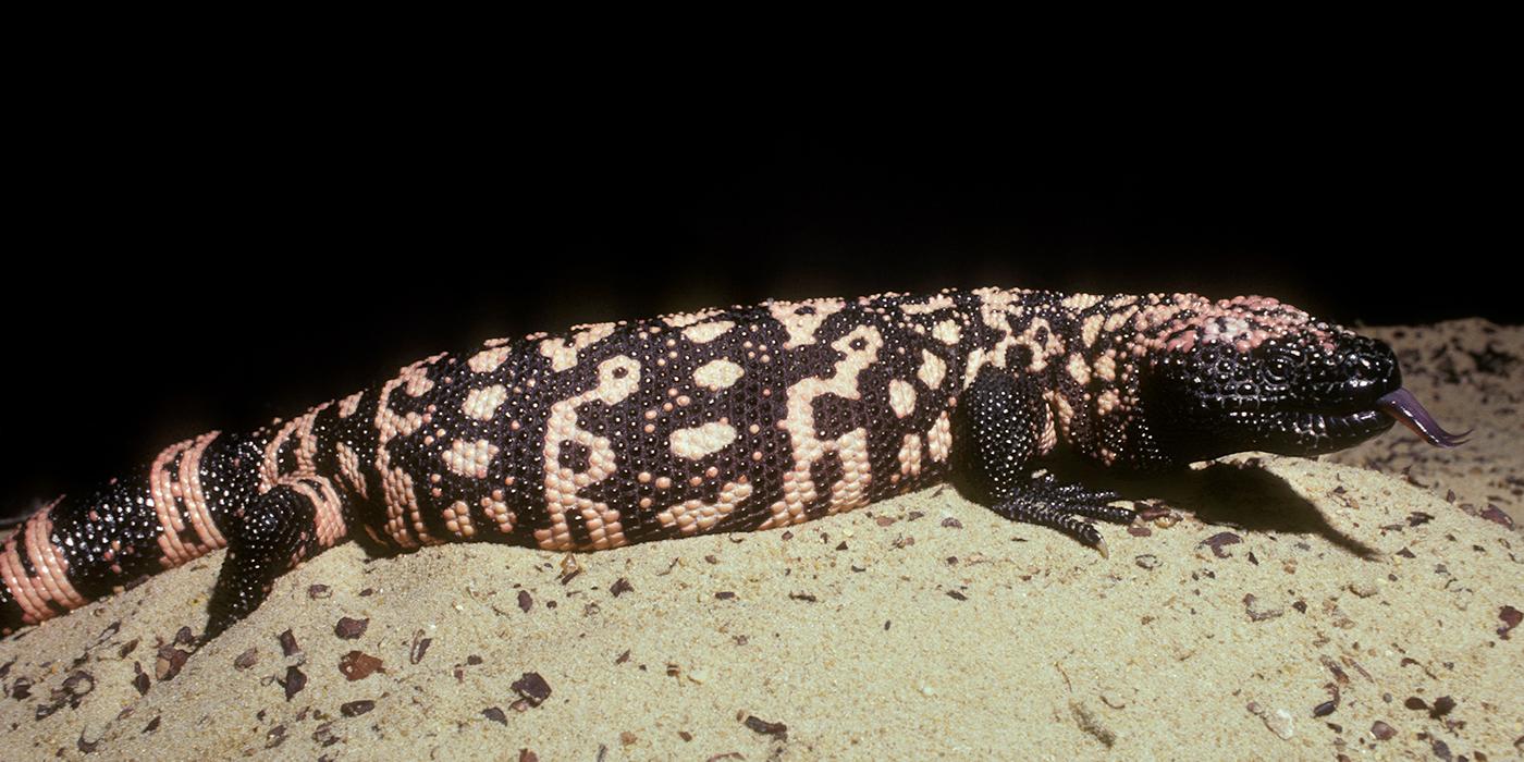 Large variegated black and pink lizard with prominent and numerous beads on the oily-looking skin