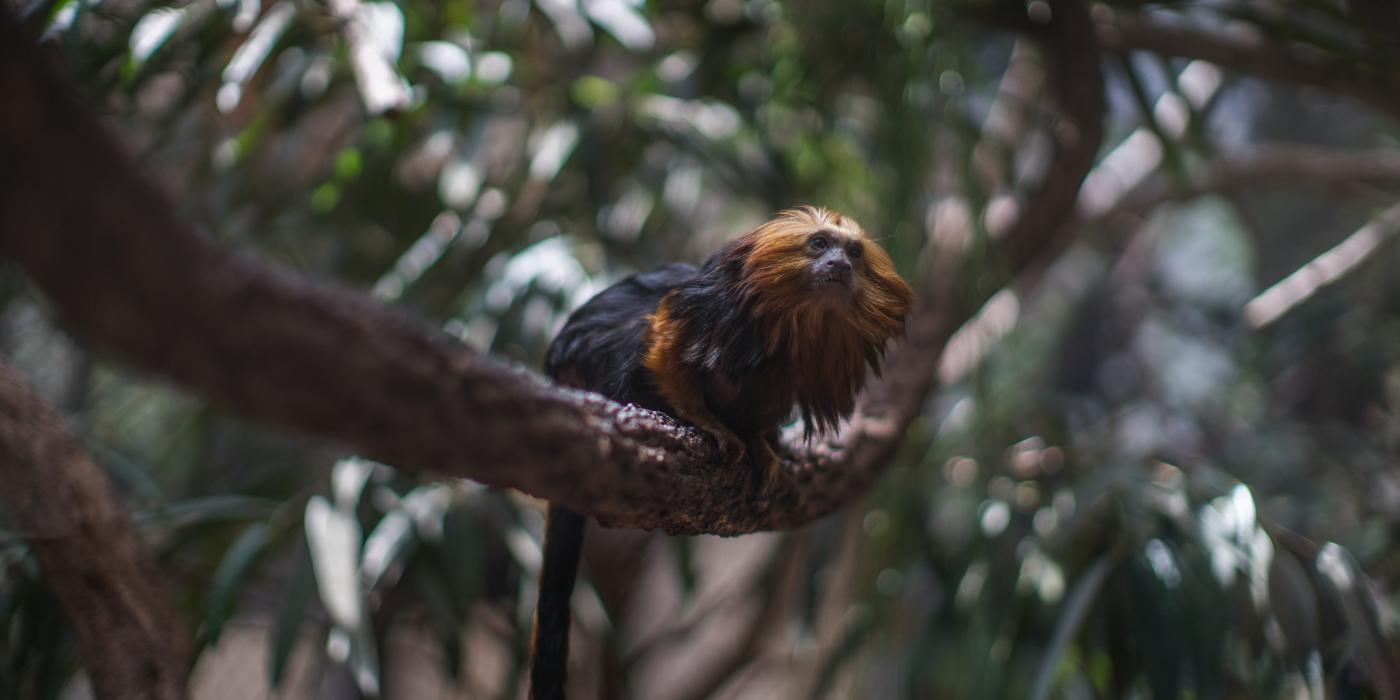 Small monkey with long black fur and a bright golden head crouching on a branch