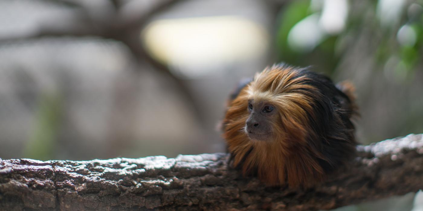 Golden headed lion tamarin