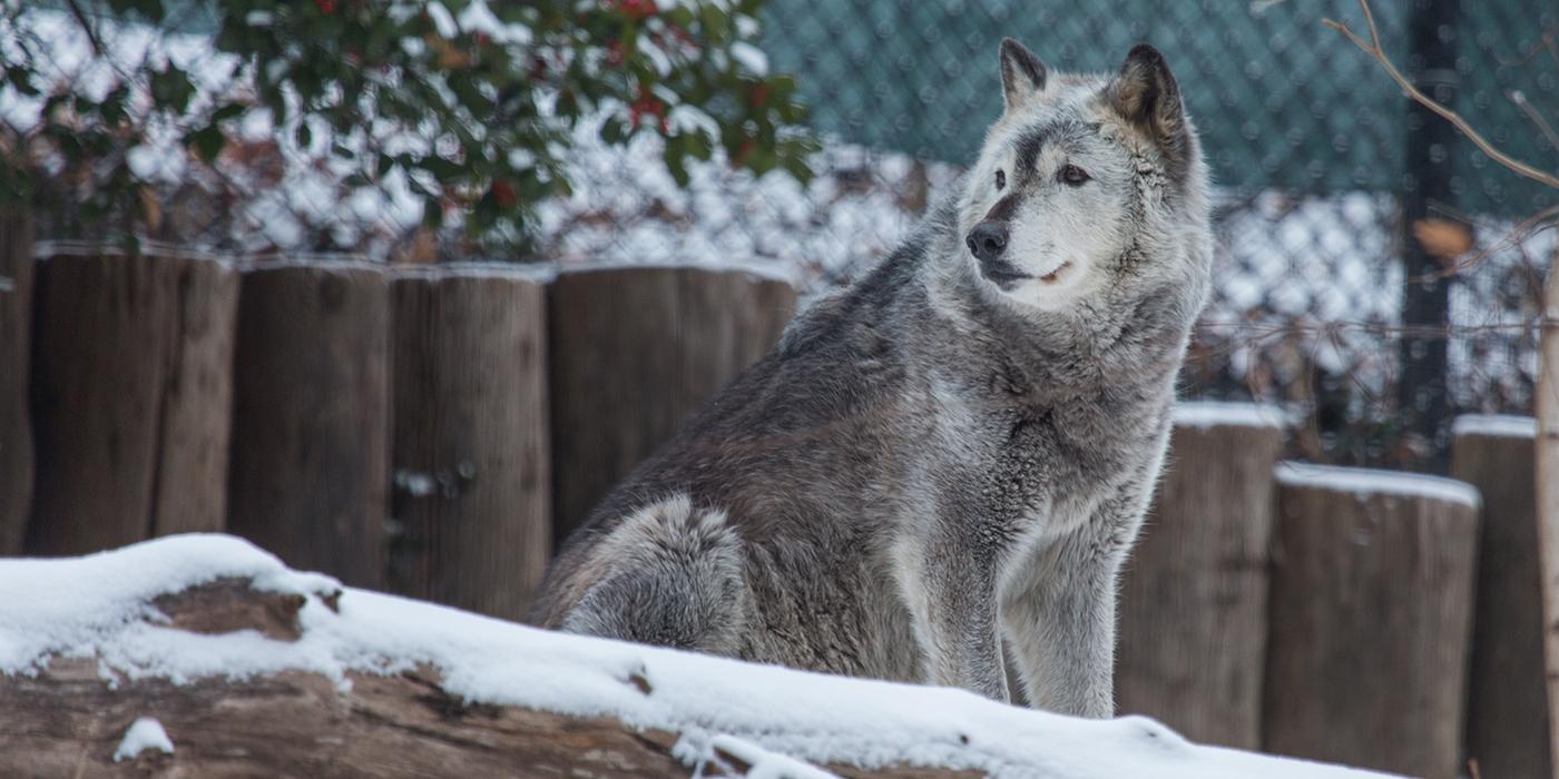 A gray wolf walking in the snow