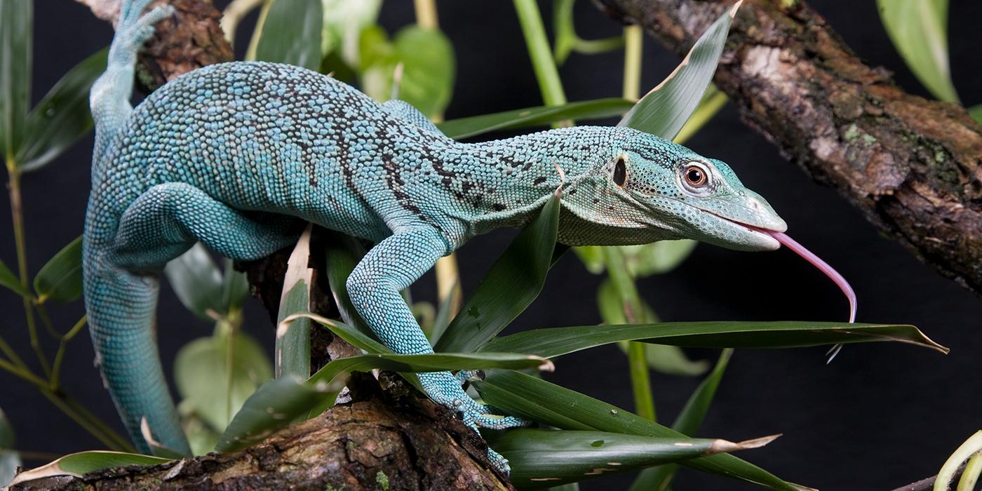 green tree monitor on a branch