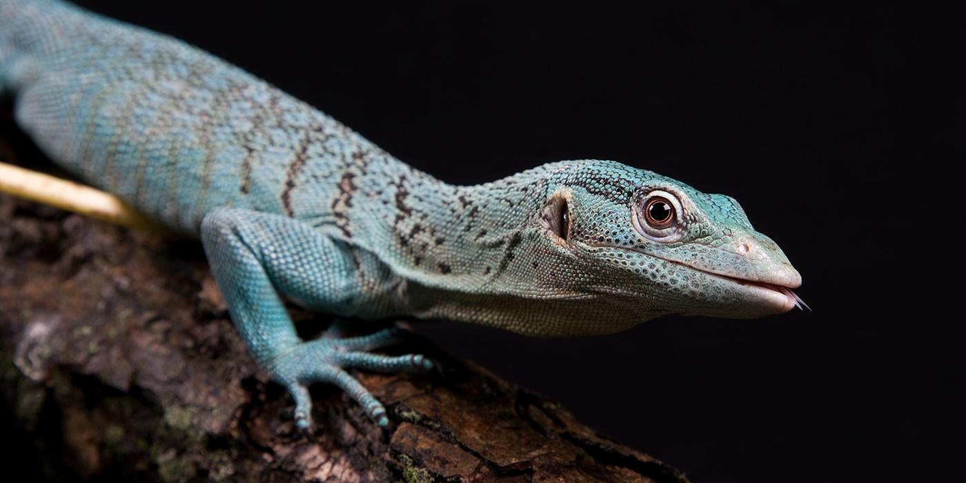 An emerald tree monitor lizard climbing on a branch. The photo has a black background.
