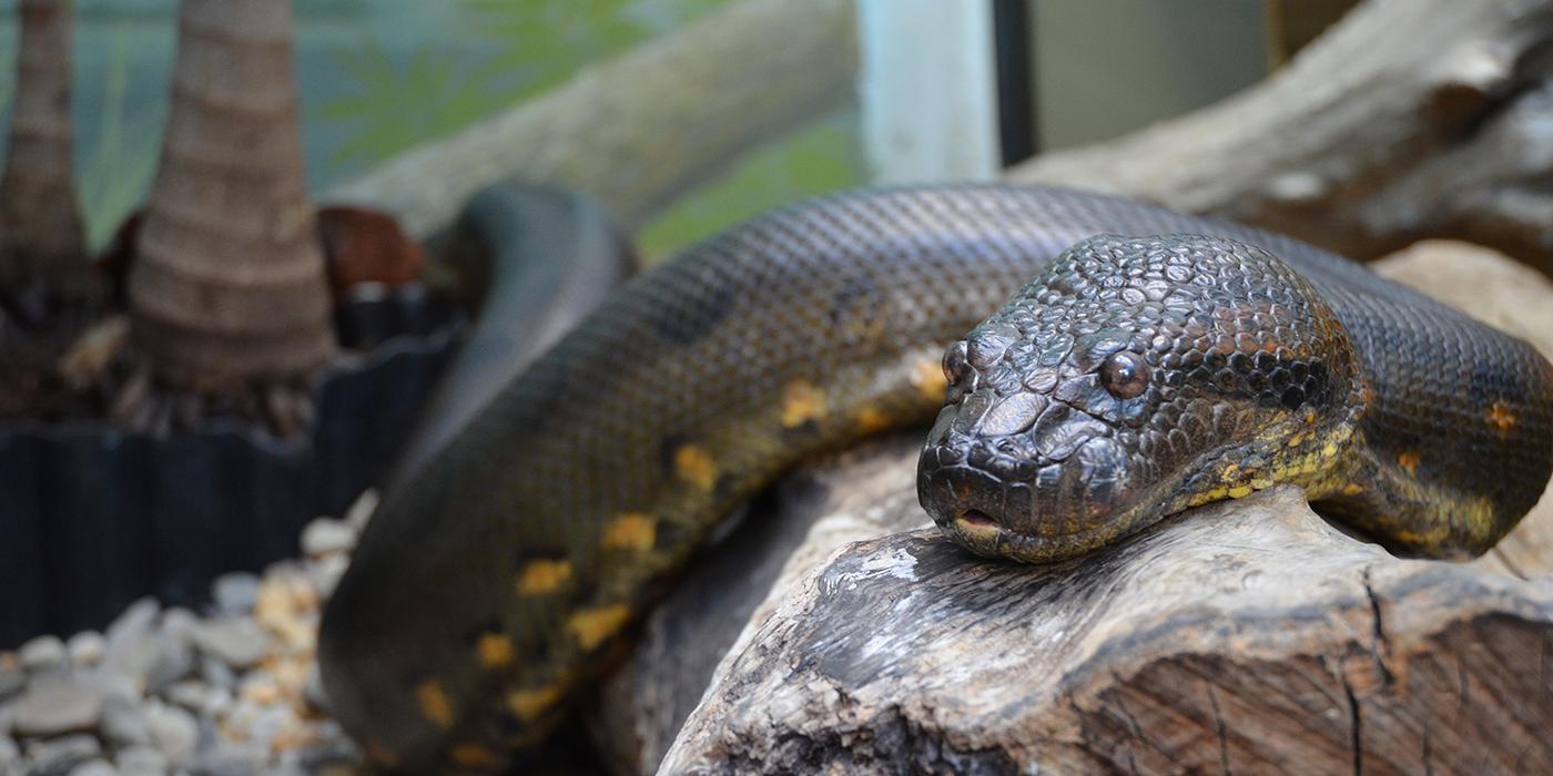 Olive snake with yellow blotches on its side