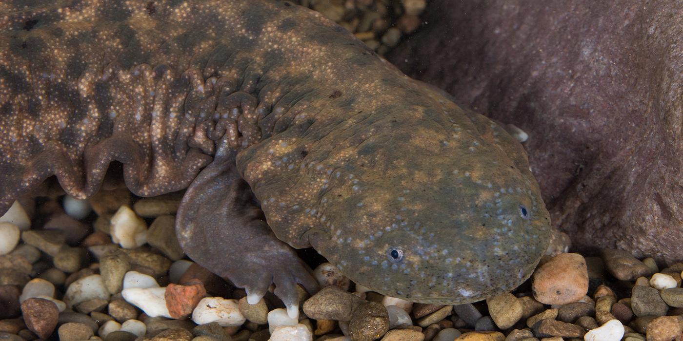 large, fat salamander with a big head and mottled olive coloration that blends in with the gravel. Its sides are wrinkled.