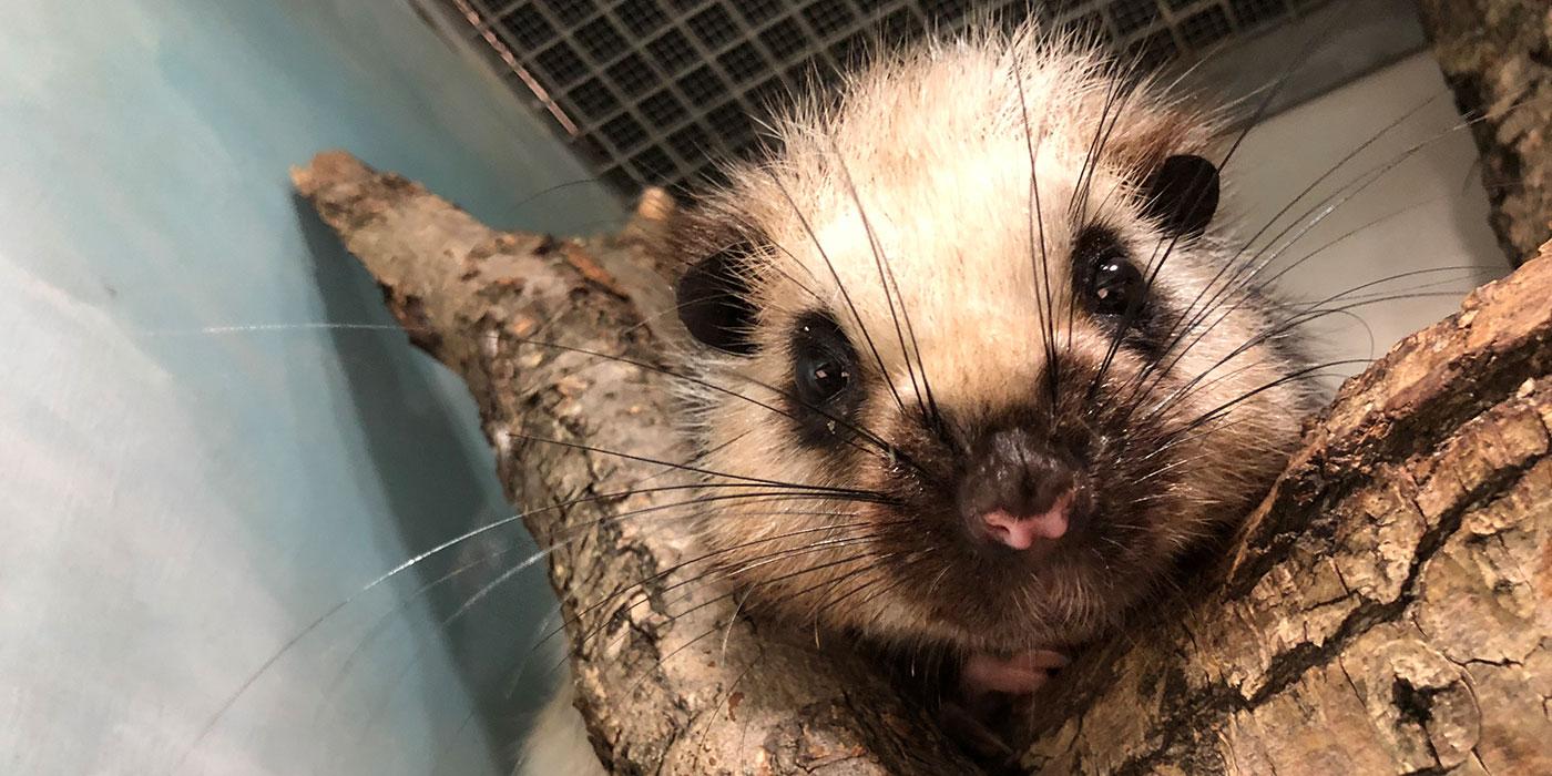 A northern Luzon cloud rat with thick fur, long whiskers, small ears and a small nose, perched in a tree