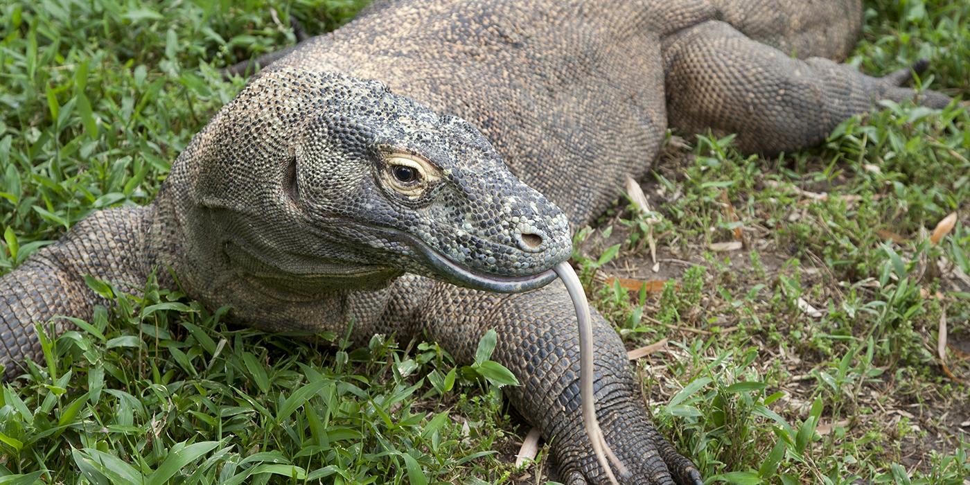 Komodo Dragon