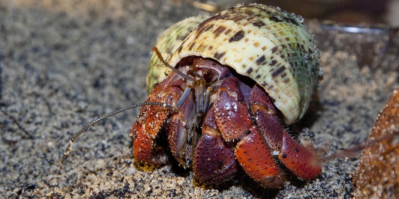 land hermit crab