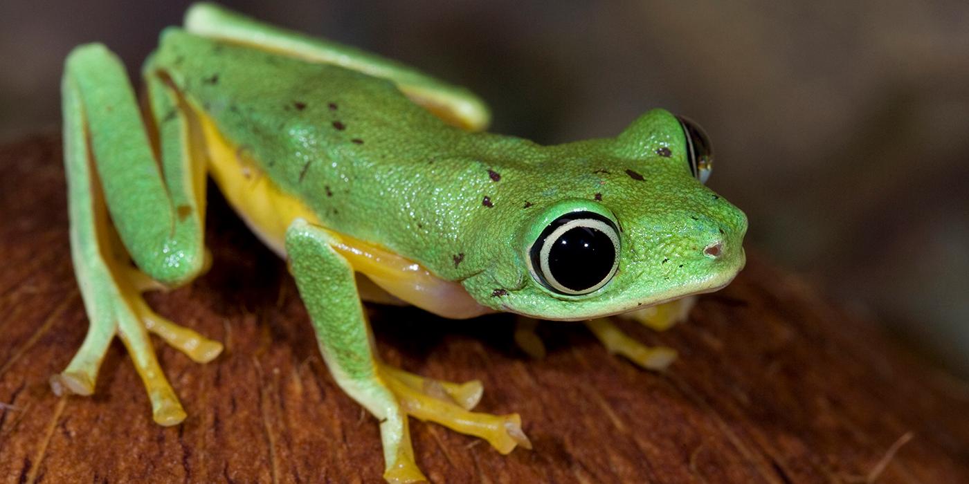 Brilliant lime green frog with yellow accents on its flanks and toes. Its eyes are huge and black with a narrow pale white iris