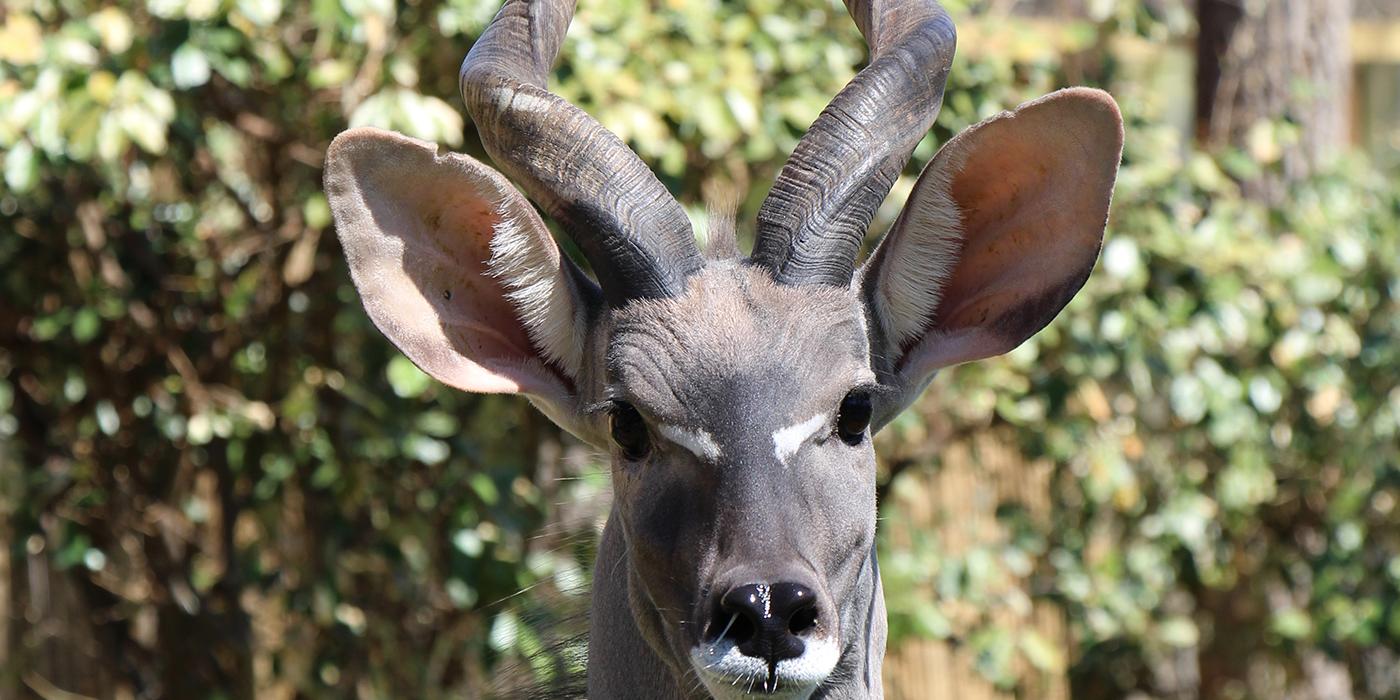 lesser kudu