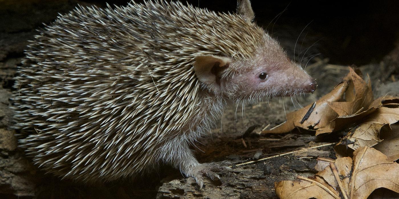 Lesser Madagascar Hedgehog Tenrec black background