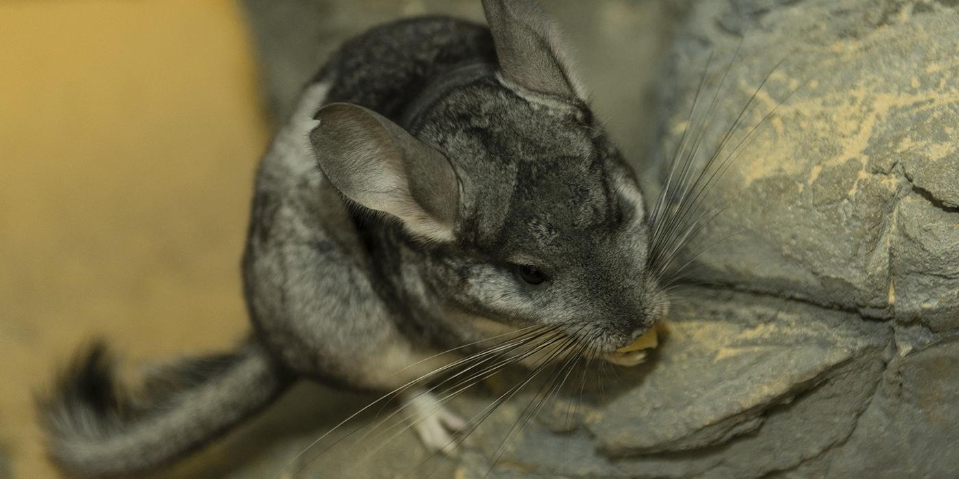 Luxuriant soft gray fur on a small mammal