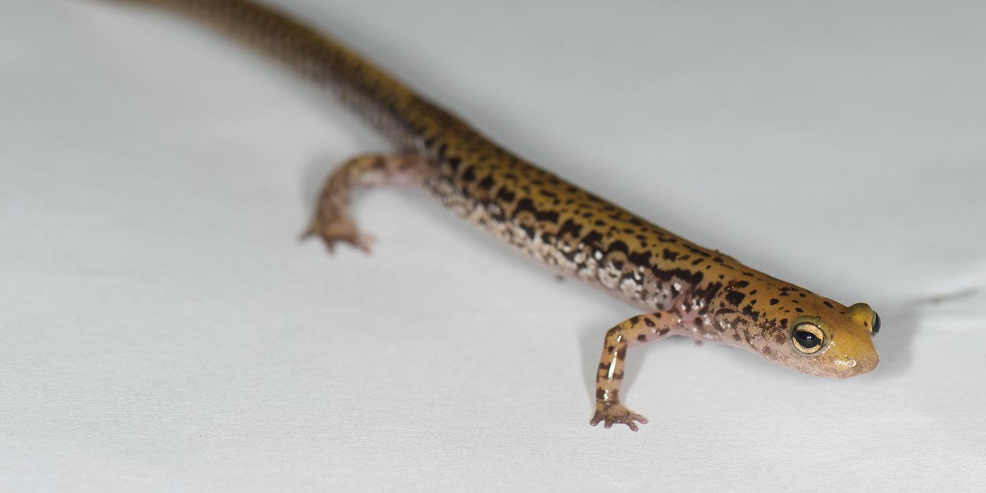A long skinny yellow salamander with intricate black markings scattered about