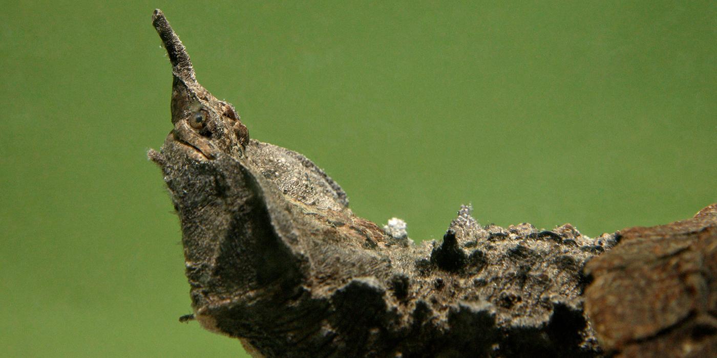 A close-up of a matamata turtle's head against a green background