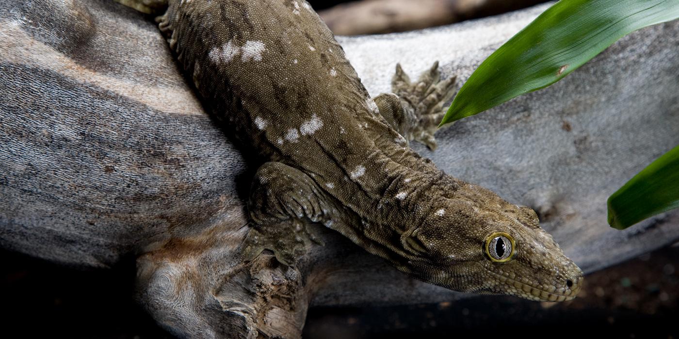 A New Caledonian gecko