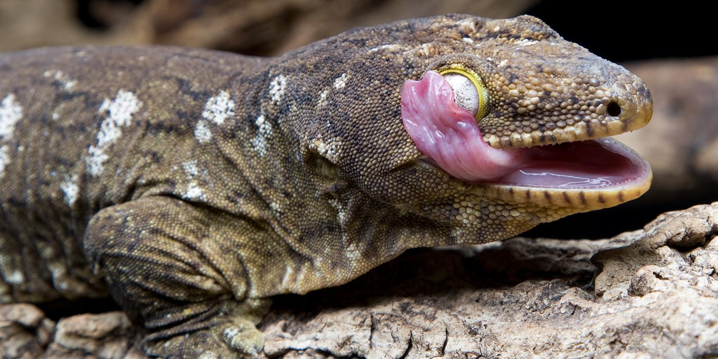 A New Caledonian gecko