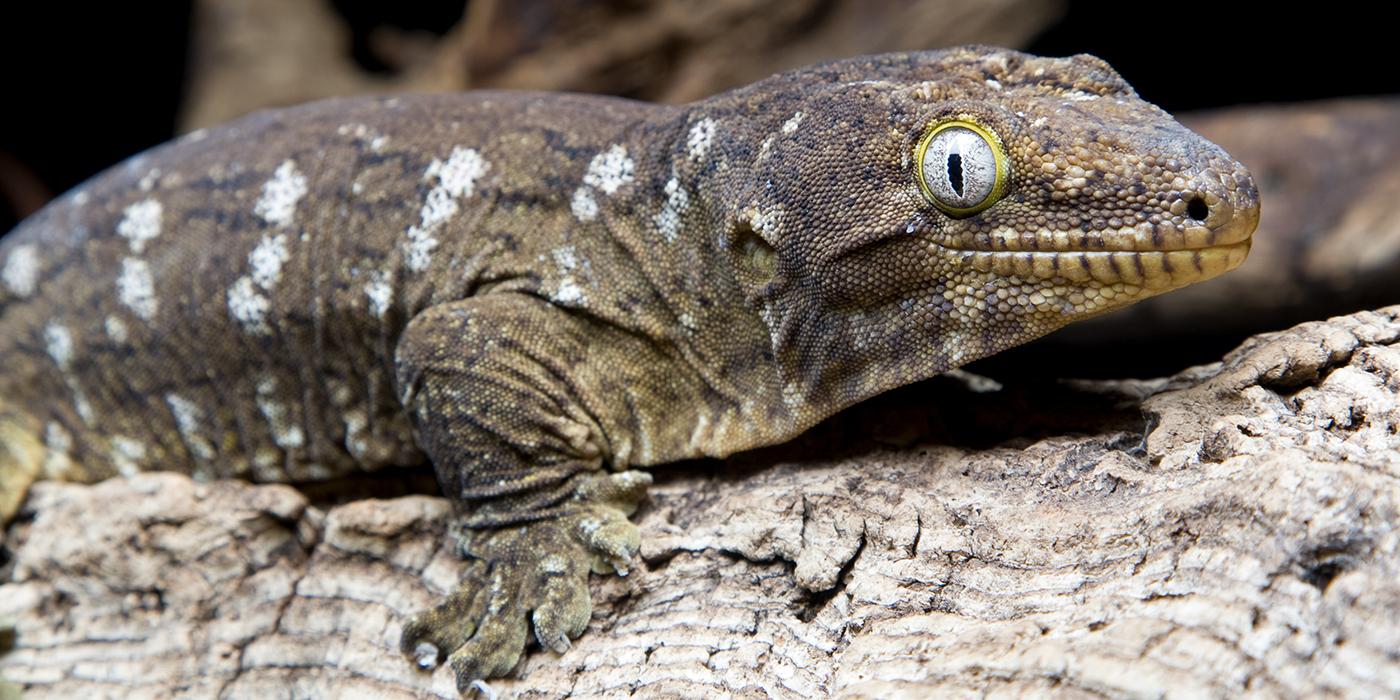 new caledonian giant gecko on a log