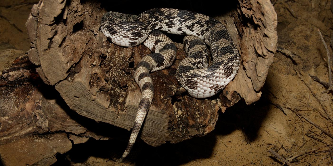 A northern pine snake curled up