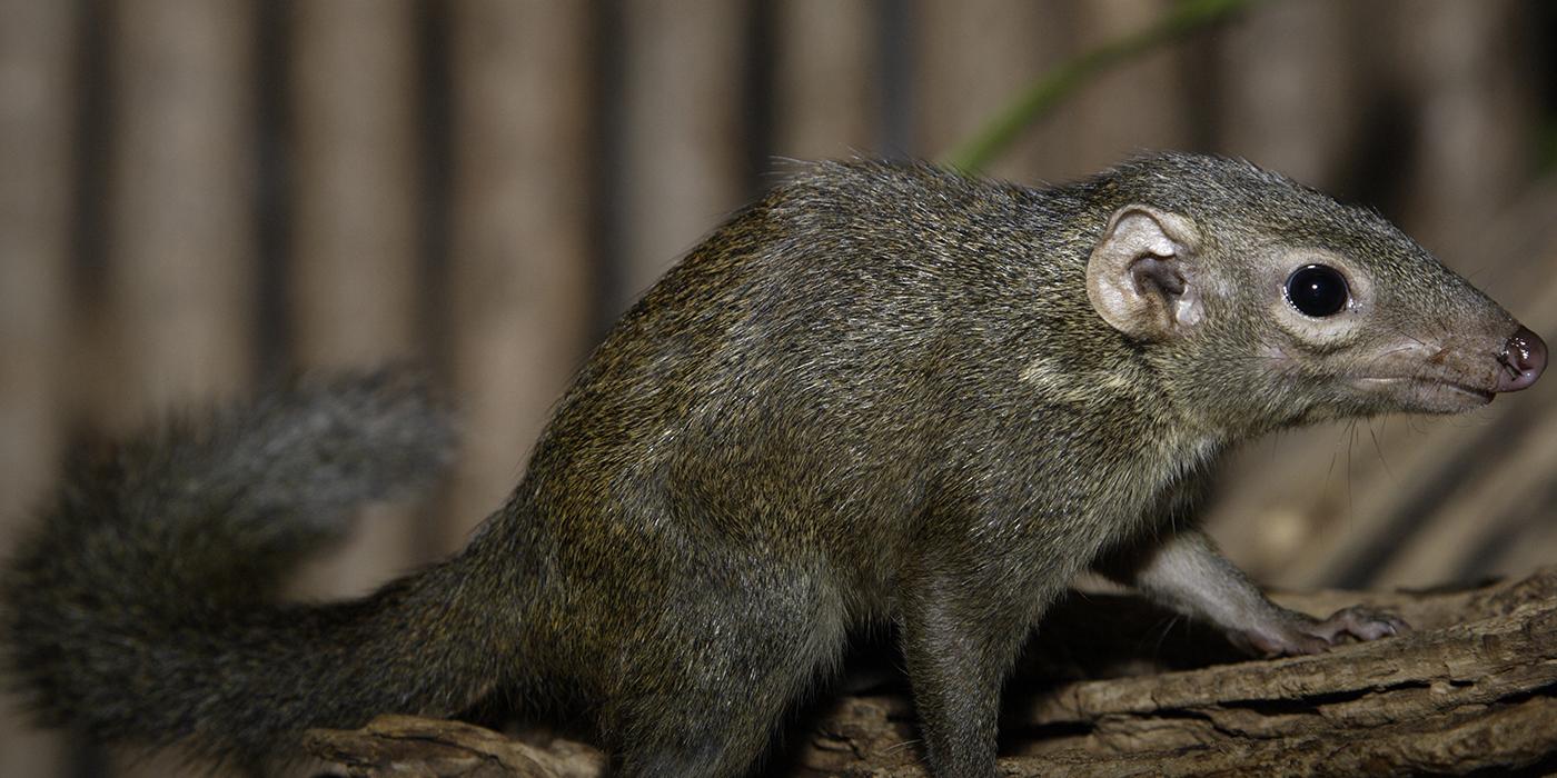 A bushy tail and a long snout on a grayish-black furry animal