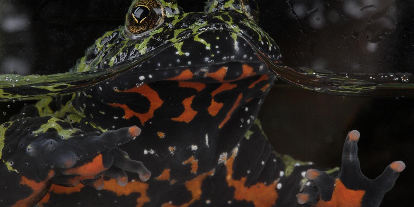 Jet black toad with flames of brilliant across fanning across its belly. The head is mottled with green
