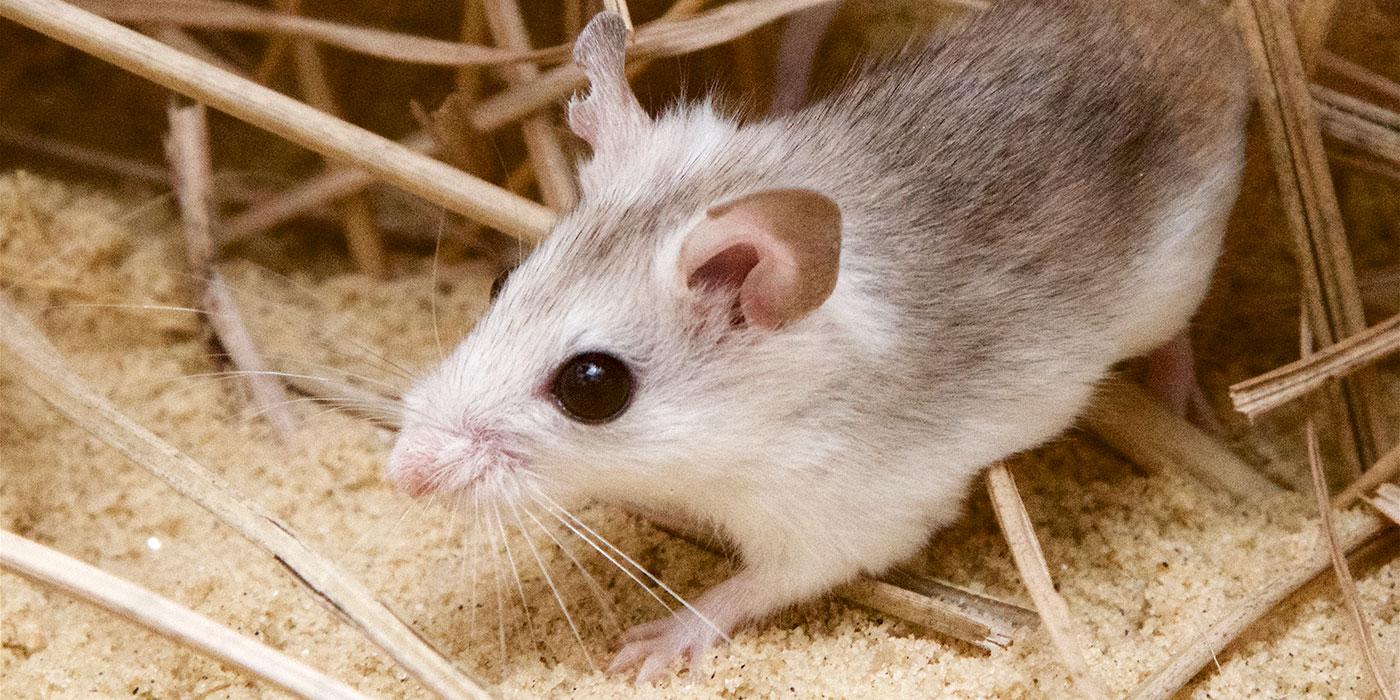 A Perdido Key beach mouse, a small rodent with light-colored fur, large black eyes, large ears and whiskers, walks through sand and reeds
