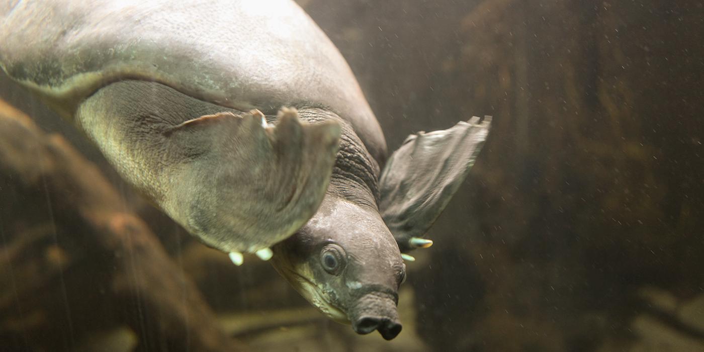 A pig-nosed, or fly river, turtle swimming through the water