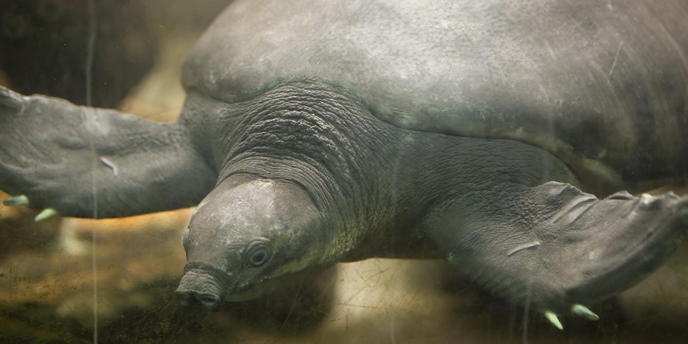 A pig-nosed, or fly river, turtle swimming through the water