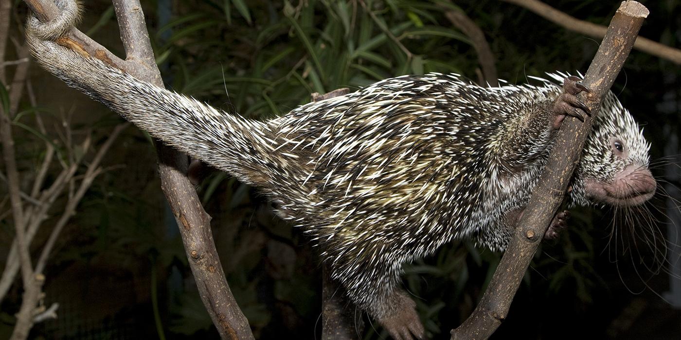 A long tail is twined around a branch holding tightly while the rest of the body is on another limb