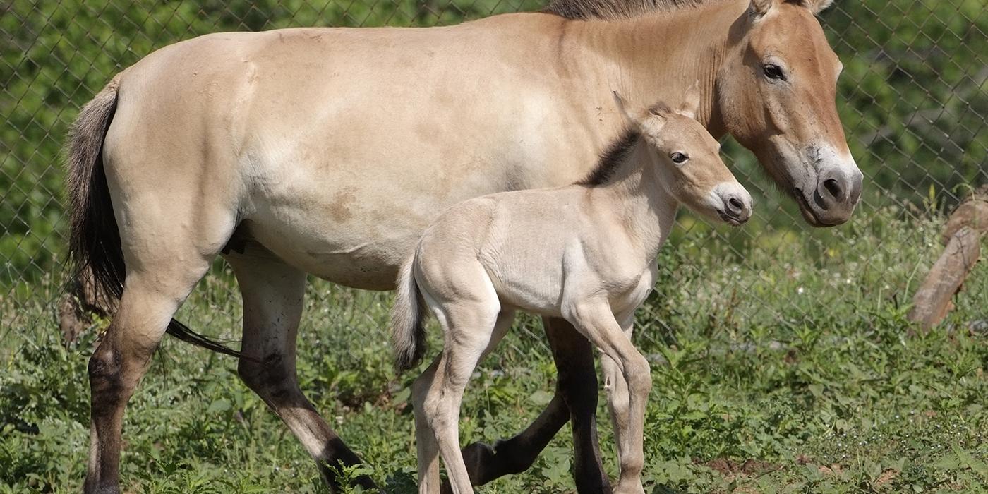 Przewalskis Wild Horse